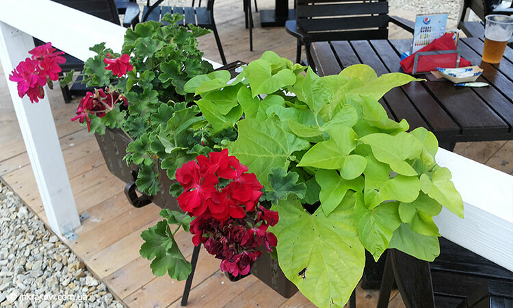 Фото кафе Rabarbar Grill в Кракове